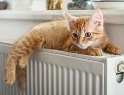 vörös macska radiátoron melegszik, januári fűtésszámla 30%-át visszaadják a rezsistop miatt