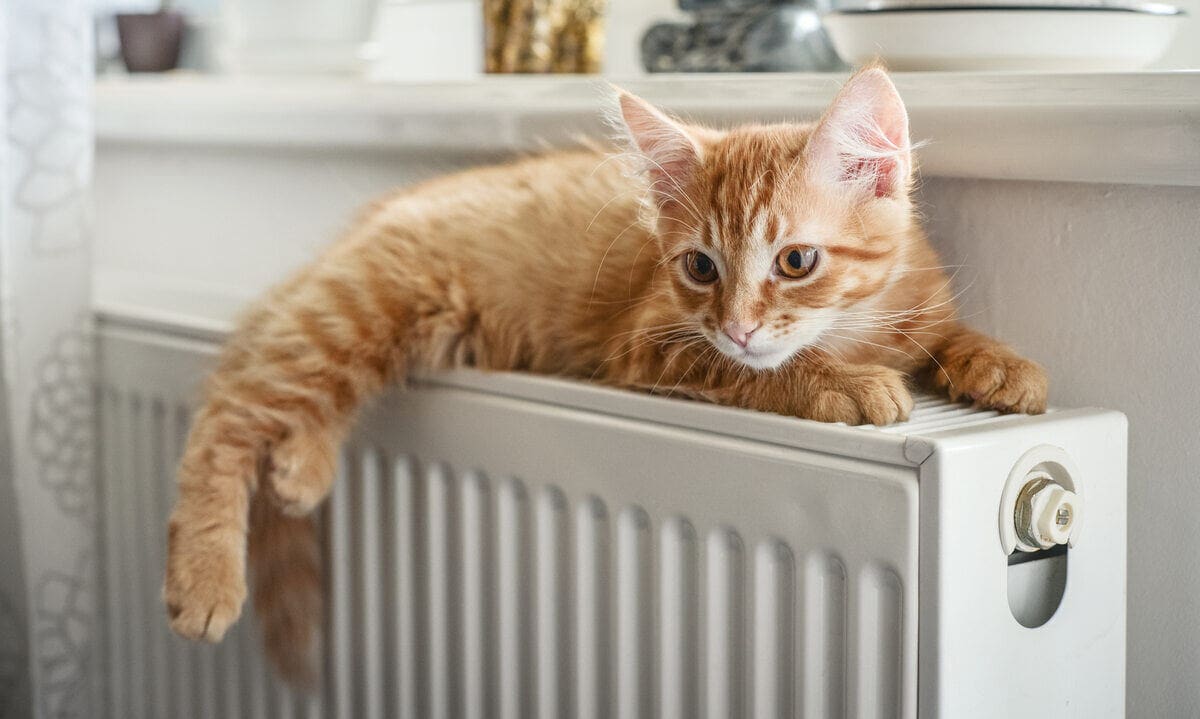 vörös macska radiátoron melegszik, januári fűtésszámla 30%-át visszaadják a rezsistop miatt